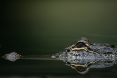 Alligator - Auteur : Mic22