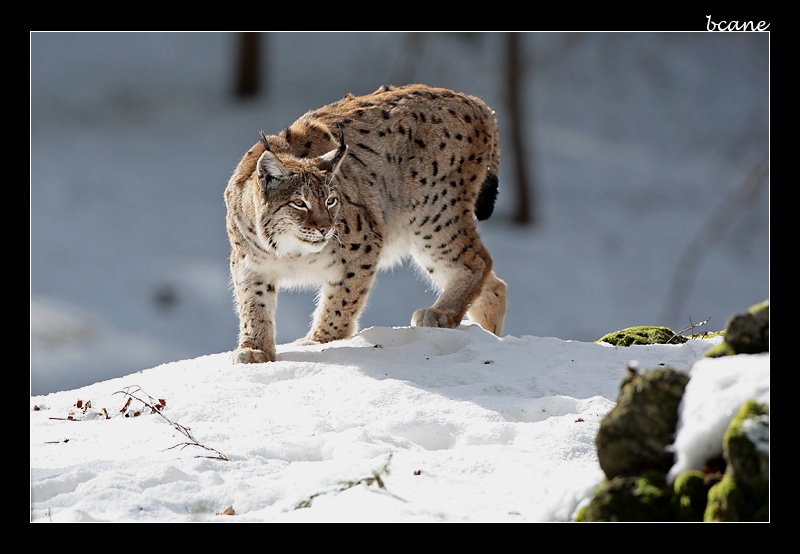 le lynx - auteur : bcane