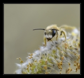 Abeille - Auteur : Dom