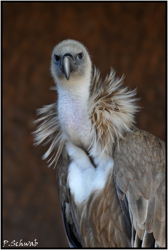 Vautour Fauve - Auteur : Tchicco