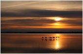 Saintes Maries de la Mer - Auteur : Chrisdpt