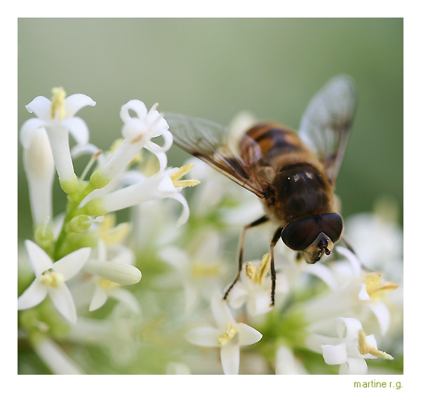 Abeille - Auteur : Martine, la Pélerine