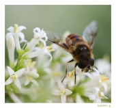 Abeille - Auteur : Martine, la Pélerine