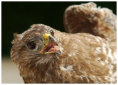 Buse Variable - Auteur : Marchris
