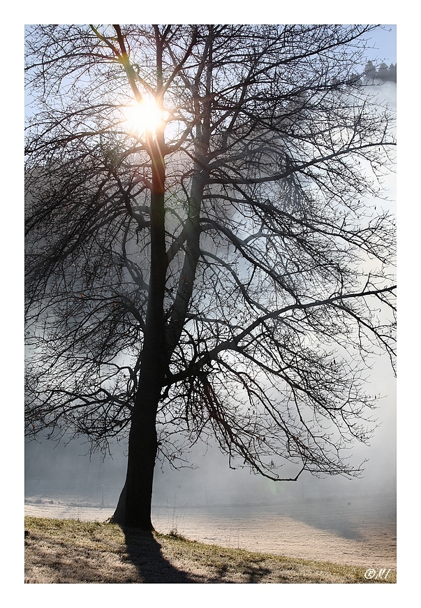 Un arbre dans le fog - Auteur : Martin