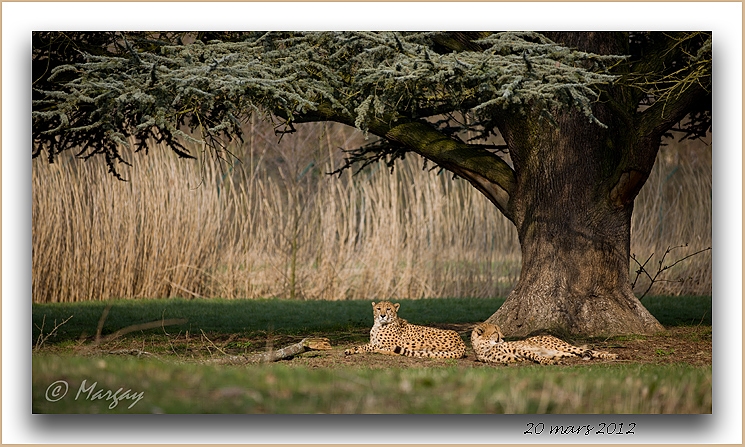 Guépard - Auteur: Margay