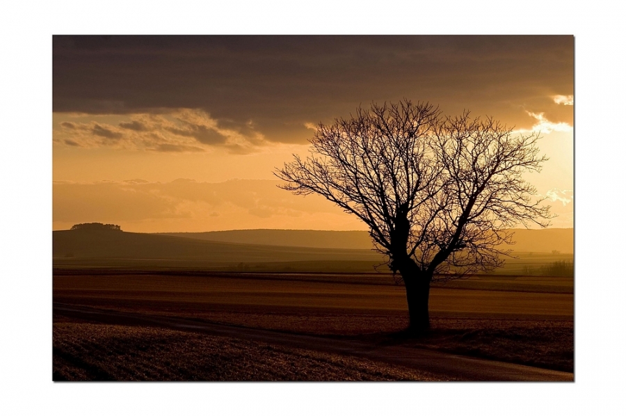 paysage d'or - Auteur: Fleur bleue