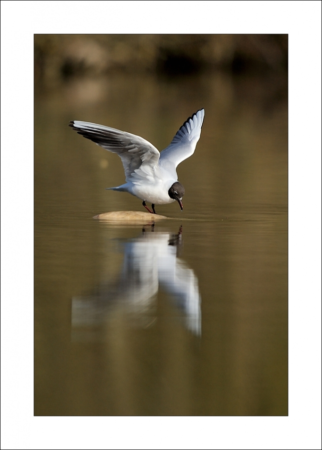 Mouette - Auteur: Cousin62