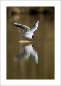 Mouette - Auteur: Cousin62