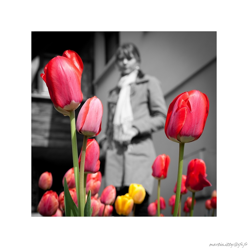 Tulipe - Auteur: Martin