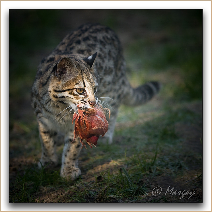 Oncille - Auteur: Margay