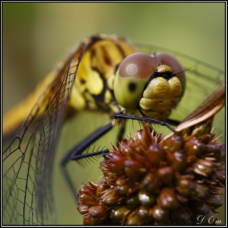 Libellule - Auteur: DOm44
