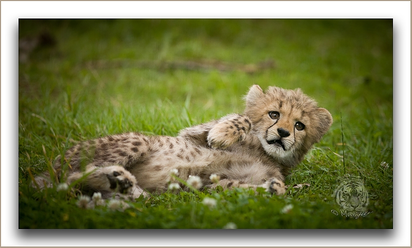 bébé guépard - Auteur: Margay