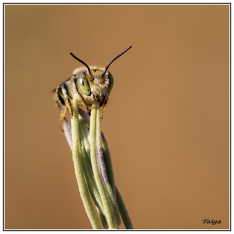 Amegilla quadrifasciata - Auteur: Taiga