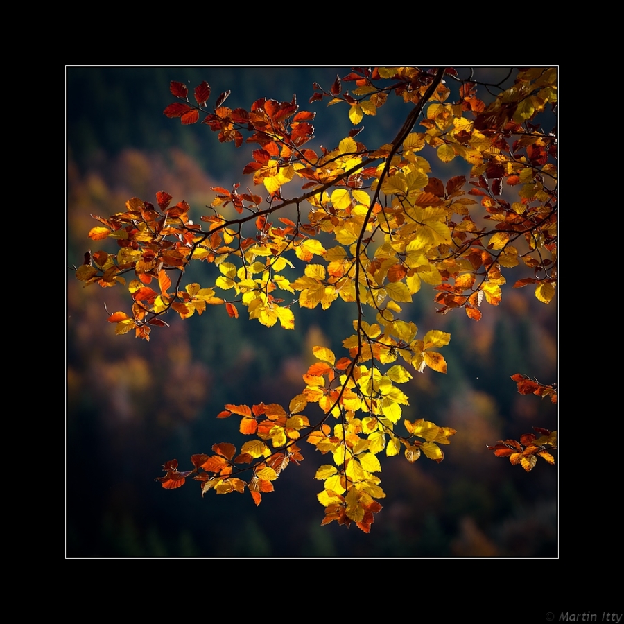 couleurs d'Automne - Auteur: Martin