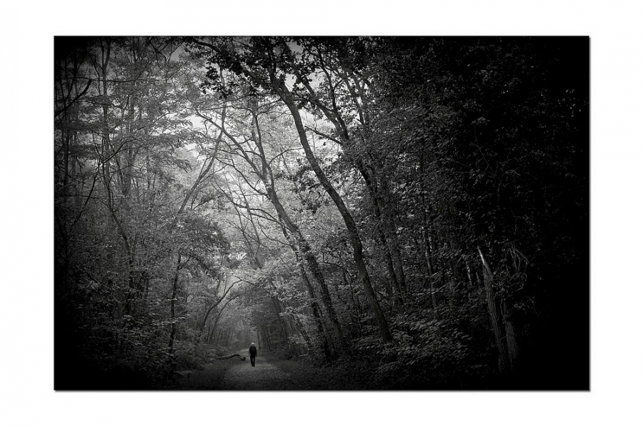 promenade forestière - Auteur: Fleur bleue