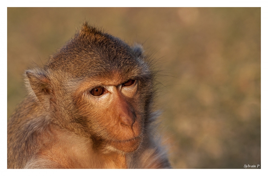 Singe en Thaïlande - Auteur: Sylvain34