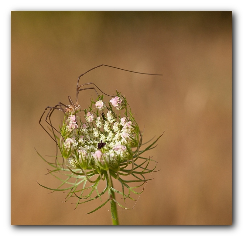 Opiliones - Auteur: Bolga2bastia