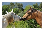 Horse love - Auteur: Maupertuis