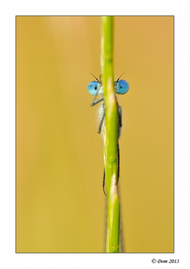 in your eyes - Auteur: Dom42