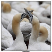 fous de Bassan - Auteur: Bol2ry