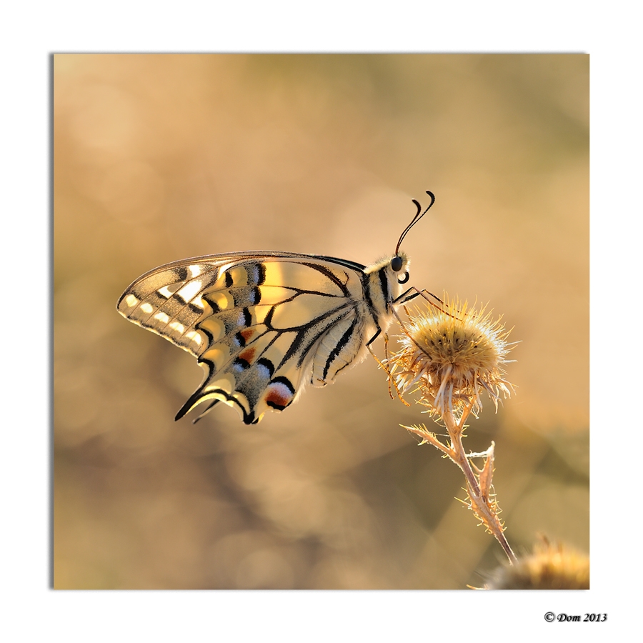 Machaon - Auteur: Dom42
