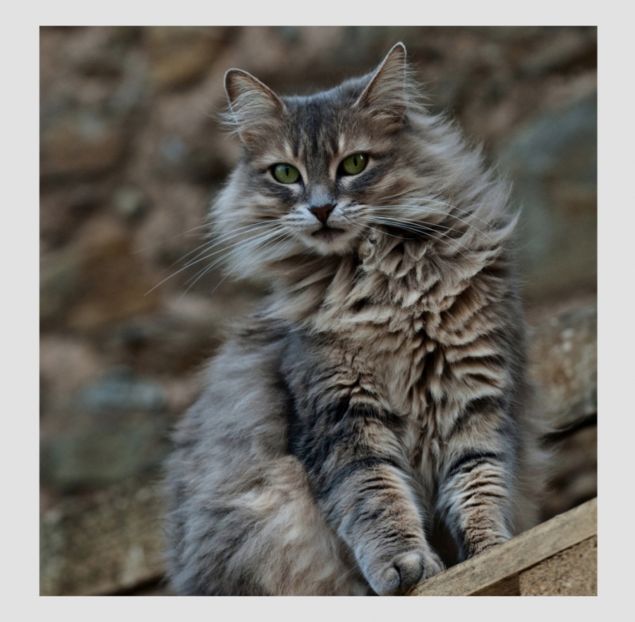 The Cat - Auteur: f photo 1