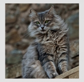 The Cat - Auteur: f photo 1
