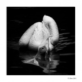 Auteur: Dom42