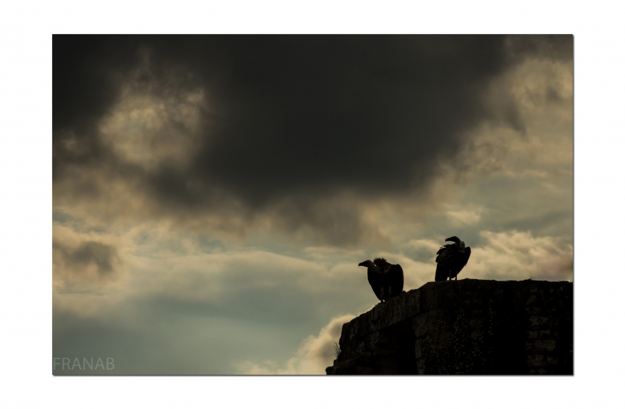 Faune & Nature_Auteur: Francine
