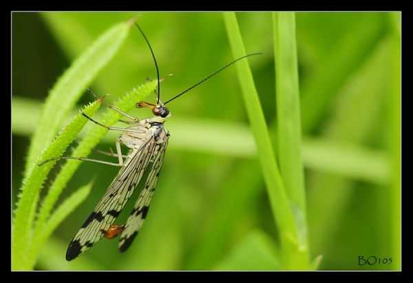 Mouche Scorpion  - Auteur :  BO105