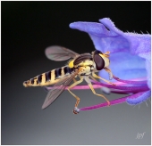 Concours de Juin 2011 - [Macro d'insecte] - Auteur : Jpf