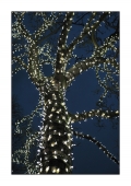 Concours de Décembre 2012 - [C'est Noël] - Auteur : Nikonbox