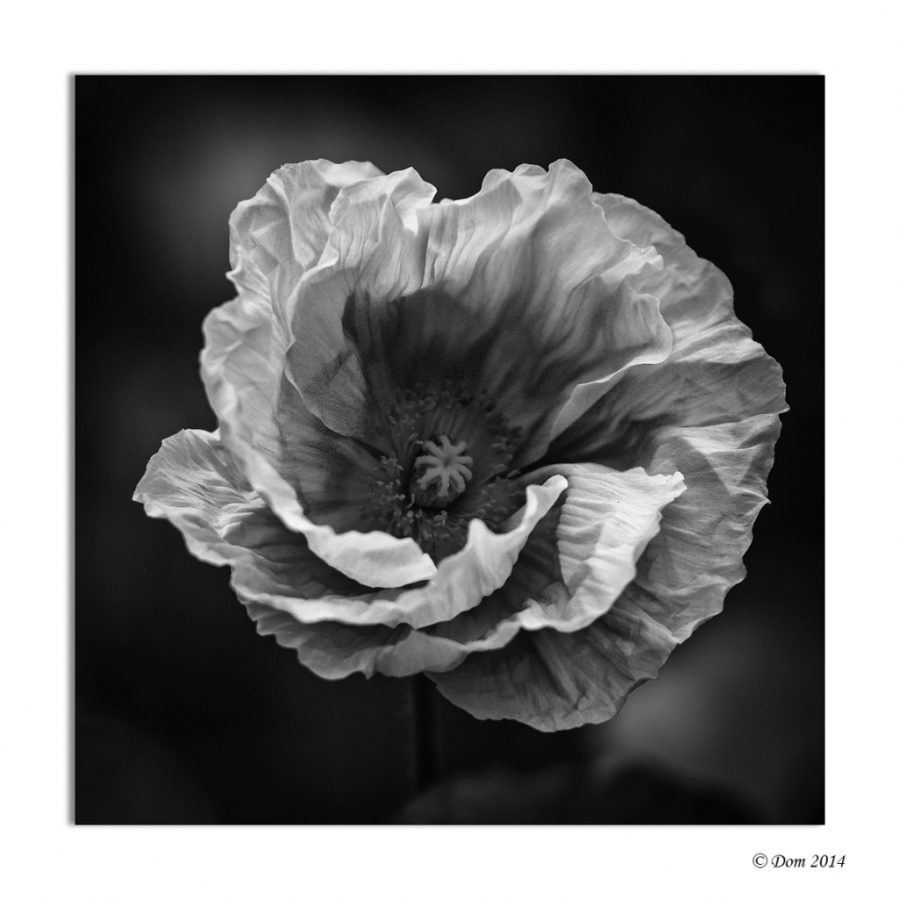 Concours de Mai 2014 Thème Imposé - Auteur : Dom42