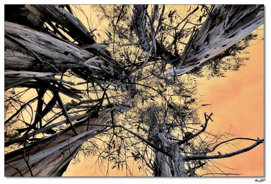 Concours d'Octobre Thème imposé - Auteur: Maupertuis