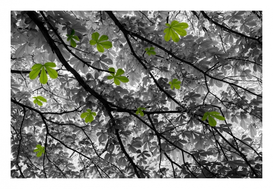 Concours d'Avril 2017 Théme Imposé- Auteur: Nikonbox