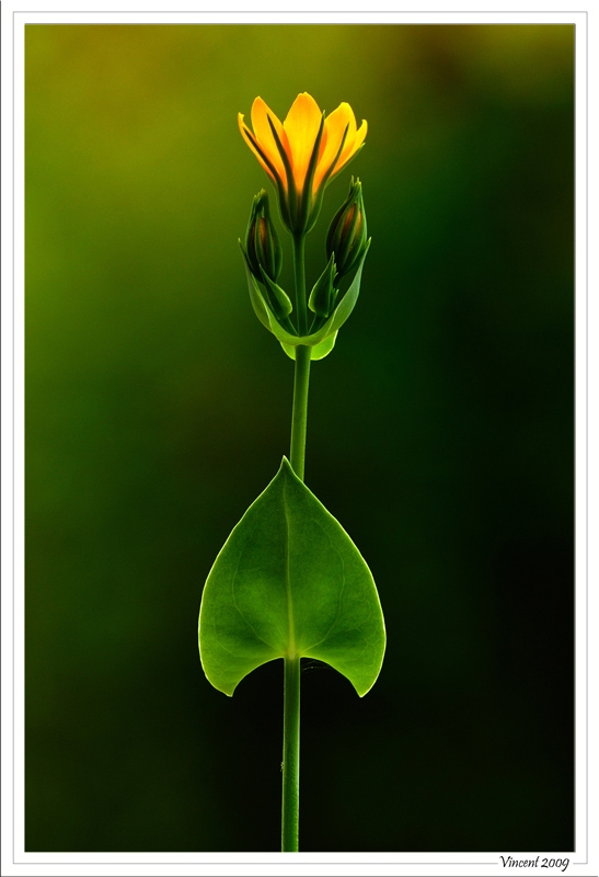 Concours de Mai 09 [coeur de fleur] - Auteur : Vincent