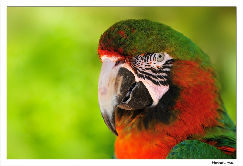 Concours à thème libre Juin 2010 - Auteur : Vincent