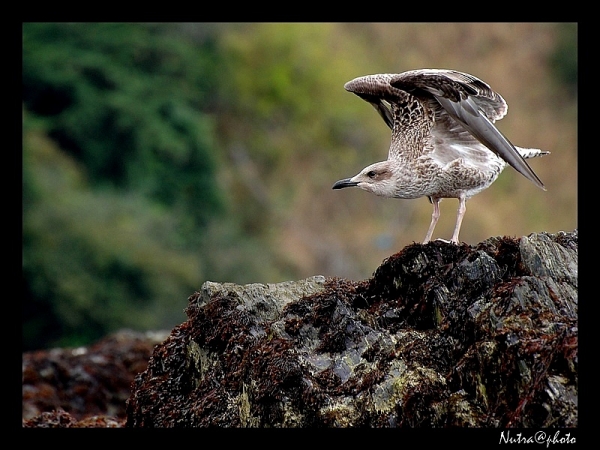 Le concours à thème libre d'Août 08 - Auteur Nutrafruit