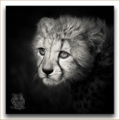 Concours de l'été 2012- thème libre - Auteur : Margay