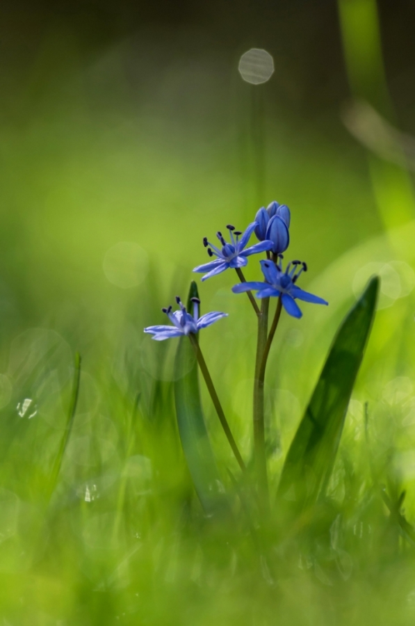 Concours de Mars Thème libre - Auteur: fleur bleu