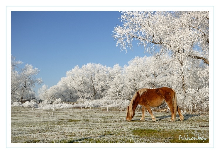 Concours thème libre de Janvier 09 - Auteur : Nikonbox